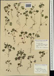 Geranium rotundifolium L., Crimea (KRYM) (Russia)