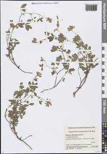 Argyrolobium biebersteinii P.W.Ball, Caucasus, Abkhazia (K4a) (Abkhazia)