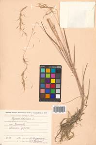 Elymus sibiricus L., Siberia, Chukotka & Kamchatka (S7) (Russia)