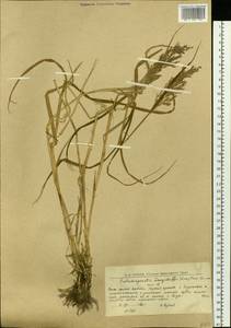 Calamagrostis purpurea (Trin.) Trin., Eastern Europe, Northern region (E1) (Russia)