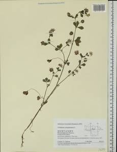 Trifolium resupinatum L., Eastern Europe, Central region (E4) (Russia)