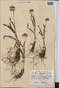Allium carolinianum Redouté, Middle Asia, Pamir & Pamiro-Alai (M2) (Tajikistan)