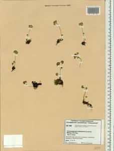 Chrysosplenium tetrandrum (N. Lund) Th. Fr., Siberia, Central Siberia (S3) (Russia)