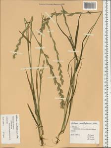 Lolium multiflorum Lam., Eastern Europe, Central region (E4) (Russia)