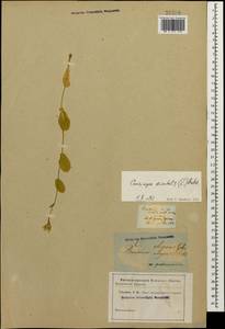 Conringia orientalis (L.) Dumort., Caucasus (no precise locality) (K0)