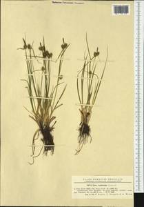 Carex lepidocarpa Tausch, Western Europe (EUR) (Romania)