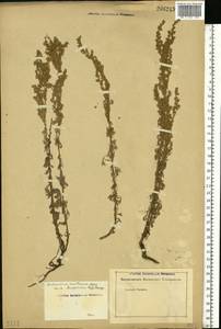 Artemisia austriaca Jacq., Eastern Europe, Rostov Oblast (E12a) (Russia)