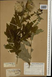 Lophiolepis ossetica subsp. ossetica, Caucasus (no precise locality) (K0)