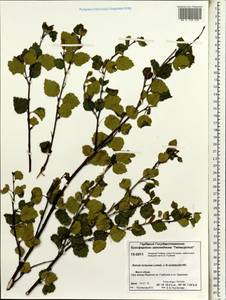 Betula tortuosa × middendorffii, Siberia, Central Siberia (S3) (Russia)