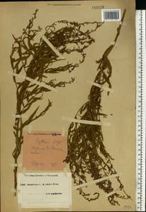 Lythrum virgatum L., Eastern Europe, South Ukrainian region (E12) (Ukraine)