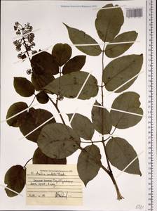 Aralia cordata Thunb., Siberia, Russian Far East (S6) (Russia)