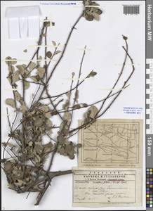 Cotoneaster, Middle Asia, Western Tian Shan & Karatau (M3) (Kyrgyzstan)
