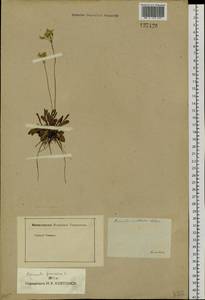 Primula farinosa L., Siberia, Baikal & Transbaikal region (S4) (Russia)