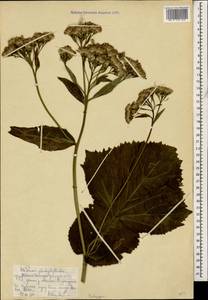 Caucasalia pontica (K. Koch) Greuter, Caucasus, Stavropol Krai, Karachay-Cherkessia & Kabardino-Balkaria (K1b) (Russia)