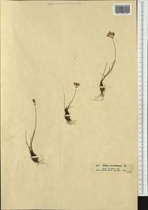 Allium moschatum L., Western Europe (EUR) (Austria)