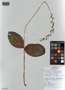 Neottia ovata (L.) Bluff & Fingerh., Siberia, Altai & Sayany Mountains (S2) (Russia)