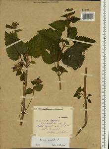 Lamium maculatum (L.) L., Eastern Europe, Middle Volga region (E8) (Russia)