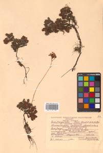 Saxifraga bronchialis L., Siberia, Russian Far East (S6) (Russia)