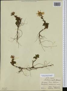 Cota tinctoria subsp. sancti-johannis (Stoj. et al.) Oberpr. & Greuter, Western Europe (EUR) (Bulgaria)