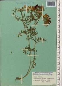 Vicia pannonica Crantz, Caucasus, Georgia (K4) (Georgia)