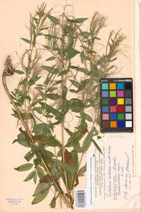 Epilobium pseudorubescens A. K. Skvortsov, Eastern Europe, Moscow region (E4a) (Russia)