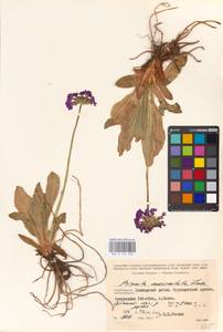 Primula auriculata Lam., Caucasus, Azerbaijan (K6) (Azerbaijan)