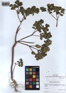 KUZ 001 634, Euphorbia helioscopia L., Siberia, Altai & Sayany Mountains (S2) (Russia)