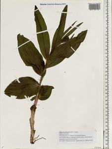 Epipactis palustris (L.) Crantz, Eastern Europe, Central forest region (E5) (Russia)