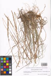 Koeleria pyramidata subsp. pyramidata, Eastern Europe, Moscow region (E4a) (Russia)
