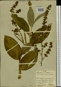 Veratrum dahuricum (Turcz.) O.Loes., South Asia, South Asia (Asia outside ex-Soviet states and Mongolia) (ASIA) (China)