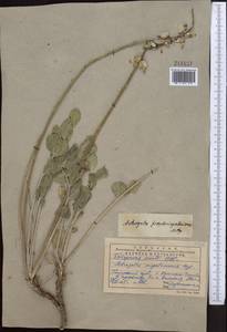 Astragalus pseudomegalomerus Gontsch. & Popov, Middle Asia, Pamir & Pamiro-Alai (M2) (Uzbekistan)