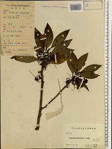 Bontia bontioides (A. Gray) L.V. Aver'yanov, South Asia, South Asia (Asia outside ex-Soviet states and Mongolia) (ASIA) (China)