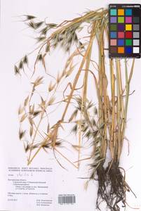 Avena sterilis L., Eastern Europe, Central forest-and-steppe region (E6) (Russia)