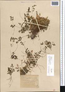 Asplenium lepidum subsp. haussknechtii (Godet & Reuter) Brownsey, Middle Asia, Western Tian Shan & Karatau (M3)