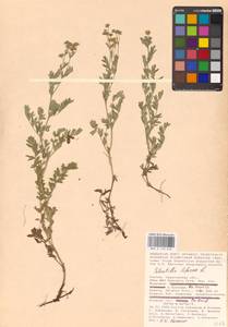 Sibbaldianthe bifurca (L.) Kurtto & T. Erikss., Eastern Europe, Lower Volga region (E9) (Russia)