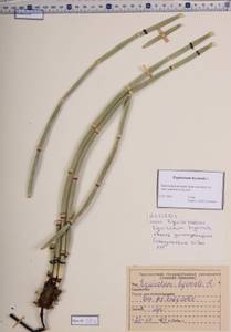 Equisetum hyemale L., Siberia, Central Siberia (S3) (Russia)
