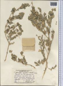 Atriplex pratovii Sukhor., Middle Asia, Syr-Darian deserts & Kyzylkum (M7) (Kazakhstan)