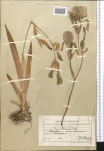 Iris alberti Regel, Middle Asia, Northern & Central Tian Shan (M4) (Kazakhstan)