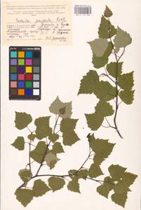 Betula pendula Roth, Eastern Europe, Northern region (E1) (Russia)