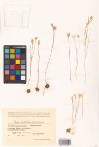 Gagea bulbifera (Pall.) Salisb., Eastern Europe, Lower Volga region (E9) (Russia)