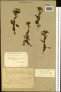 Tephroseris kjellmanii (A. E. Porsild) Holub, Siberia, Chukotka & Kamchatka (S7) (Russia)