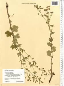 Potentilla intermedia L., Eastern Europe, Western region (E3) (Russia)