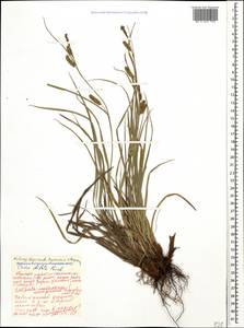 Carex diluta M.Bieb., Caucasus, Stavropol Krai, Karachay-Cherkessia & Kabardino-Balkaria (K1b) (Russia)