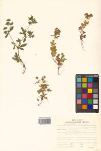 Potentilla norvegica L., Siberia, Russian Far East (S6) (Russia)