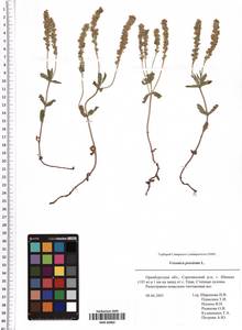Veronica prostrata L., Eastern Europe, Eastern region (E10) (Russia)