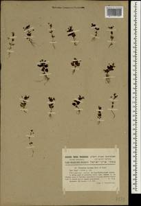 Veronica syriaca Roem. & Schult., South Asia, South Asia (Asia outside ex-Soviet states and Mongolia) (ASIA) (Israel)