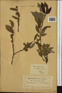 Salix daphnoides Vill., Western Europe (EUR) (Poland)