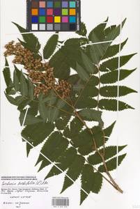 Sorbaria sorbifolia (L.) A. Braun, Eastern Europe, Moscow region (E4a) (Russia)