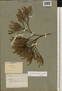 Goniolimon rubellum (S. G. Gmel.) Klokov, Eastern Europe, Lower Volga region (E9) (Russia)