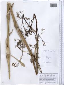 Ferula gigantea B. Fedtsch., Middle Asia, Pamir & Pamiro-Alai (M2) (Tajikistan)